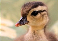 wooduck