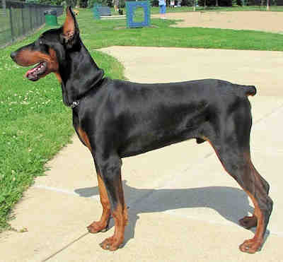 doberman