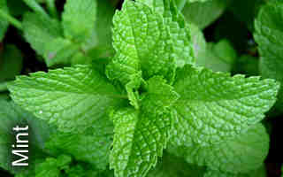 mint